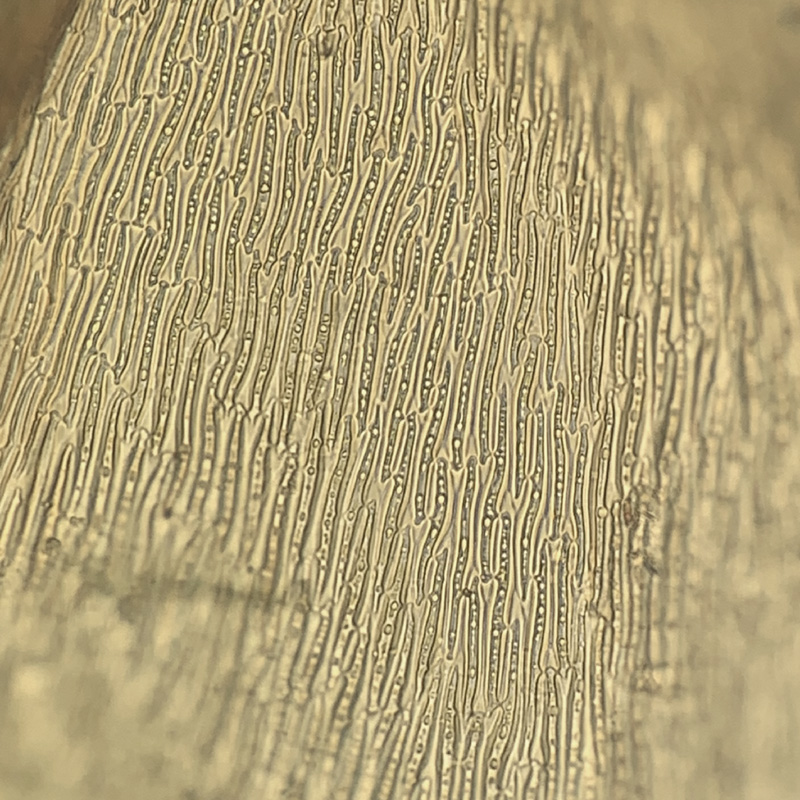 Orthothecium chryseon var. cochleariifolium